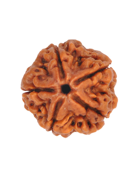 5 Mukhi Certified Nepali Rudraksha
